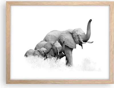 Produktbild von Gerahmtes Poster - Rahmen in heller Eiche - Elefanten Familie Schwarz und Weiß - 40x30 cm - Wand Bild - Wanddeko - Wandbilder - Kunstposter - Wandposter - Bilderrahmen - Bilder - P2NAA40x30-4374