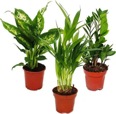 Produktbild von Zimmerpflanzen-Mix I 3er Set, 1x Dieffenbachia, 1x Areca-Palme (Chrysalidorpus) 1x Zamio-Palme (Zamioculcas), 10-12cm Topf