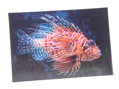 Produktbild von 3 D Ansichtskarte Rotfeuerfisch, Fische Meerstiere Ozean Postkarte Wackelkarte Hologrammkarte Tiere