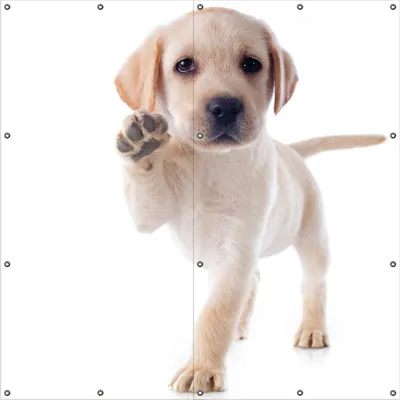 Produktbild von Wallario Outdoor-Poster für Garten oder Balkon, Motiv Süßer Labrador-Welpe sagt Hallo, in ca. 180 x 180 cm