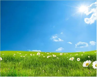 Produktbild von Wallario Poster - Sommerwiese - Weiße Gänseblümchen vor blauem Himmel, Kunstdruck Größe: 40 x 50 cm