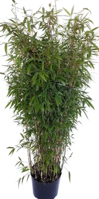 Produktbild von Fargesia m. Jumbo, Gesamthöhe: 160-170 cm, Garten-Bambus winterhart und immergrün, keine Ausläufer