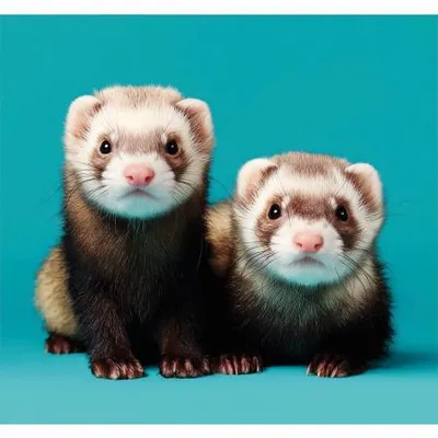 Immagine prodotto di Calendario 2027: Animali domestici - formato rilegato (N196-27)