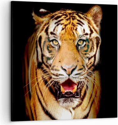 Produktbild von Bild auf Leinwand - Leinwandbild - tiger tier - 50x50cm - Wand Bild - Wanddeko - Wandbilder - Leinwanddruck - Bilder - Kunstdruck - Wanddekoration - Leinwand bilder - Wandkunst - AC50x50-4103