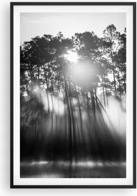 Produktbild von Gerahmtes Poster - Schwarzer Rahmen - Wald Kiefer Sonne - 61x91,5 cm - Wand Bild - Wanddeko - Wandbilder - Kunstposter - Wandposter - Bilderrahmen - Bilder - Kunstdruck - P2BPA61x91-4829