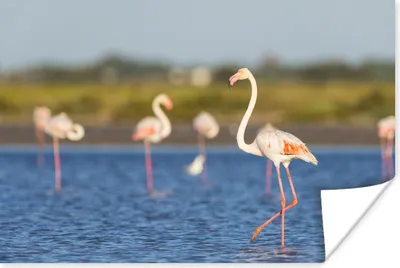 Produktbild von MuchoWow® Poster Eine Gruppe von Flamingos im Wasser 30x20 cm - Plakate - Print