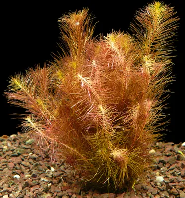 Produktbild von 1 Bund Wallichs Rotala (Rotala Wallichii)