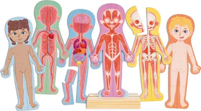 Immagine prodotto di Puzzle magnetico del corpo umano