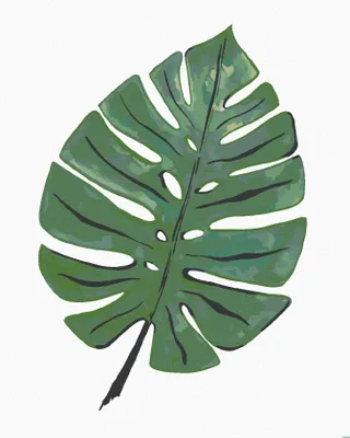 Produktbild von Zuty - Malen nach Zahlen - MONSTERA BLATT (ALEXANDRIA GILBERT), 40x50 cm, ohne Keilrahmen