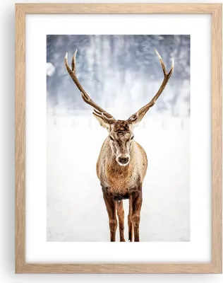 Produktbild von Gerahmtes Poster - Rahmen in heller Eiche - Hirsch Geweih Winter - 30x40 cm - Wand Bild - Wanddeko - Wandbilder - Kunstposter - Wandposter - Bilderrahmen - Bilder - Kunstdruck - P2NPA30x40-5141
