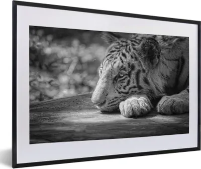 Produktbild von MuchoWow® Gerahmtes Poster Tiger - Wild - Porträt 60x40 cm - Poster mit Schwarzem Bilderrahmen Wandposter Rahmen Foto Bilder - Schlafzimmer - Plakat in Rahmen - Drucken