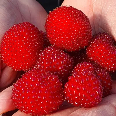 Zdjęcie produktu dla Malinotruskawka (Malina ponętna) 1L