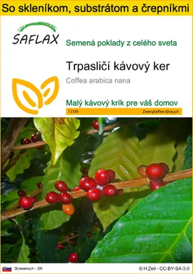 Obrázok produktu pre SAFLAX Kultivačný set - Trpasličí kávový ker - Coffea arabica nana - 8 Semená - S mini skleníkom, pestovateľským substrátom a 2 črepníkmi