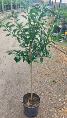 Produktbild von Citrus x junos - Yuzu 130-160 cm - Frostharte Zitrussorte bis -12°C - veredelt