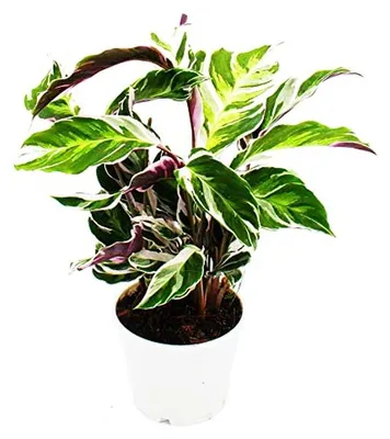 Productafbeelding van Schaduwplant Calathea - Maranthe kamerplant - Woonkamer decoratie - Opvallend bladpatroon - 40 cm hoog - Wit groen