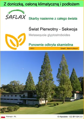Zdjęcie produktu dla SAFLAX - Garden to go - Świat Pierwotny - Sekwoja - 60 Nasiona - Z doniczką, pokrywą klimatyczną i podłożem do uprawy - Metasequoia glyptostroboides