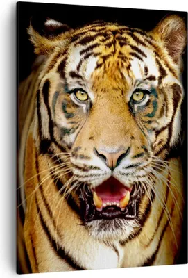 Produktbild von Bild auf Leinwand - Leinwandbild - Einteilig - tiger tier - 50x70cm - Wand Bild - Wanddeko - Wandbilder - Leinwanddruck - Kunstdruck - Wanddekoration - Leinwand bilder - Wandbild - PA50x70-4103