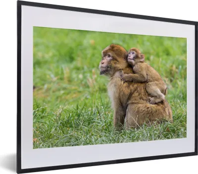 Produktbild von MuchoWow® MuchoWow® Gerahmtes Poster Affe - Baby - Gras 40x30 cm - Poster mit zchwarzem Bilderrahmen - Bilderrahmen - Poster im Rahmen