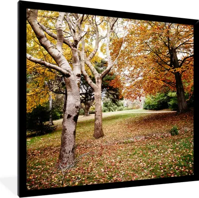 Produktbild von MuchoWow® Gerahmtes Poster Herbst - Bäume - Laub - Natur 40x40 cm - Poster mit Schwarzem Bilderrahmen Wandposter Rahmen Foto Bilder - Mit Rahmen - Wanddekoration Schlafzimmer