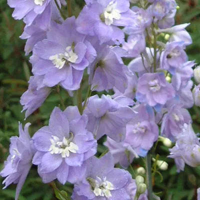 Obrázok produktu pre 6 x ostrica  - Delphinium 'Camelliard'  | Kvetináč 9 cm x 9 cm