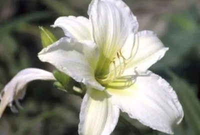 Immagine prodotto di 6 x Hemerocallis hybr. 'Light The Way' - taglilie - Topf 9 x 9 cm