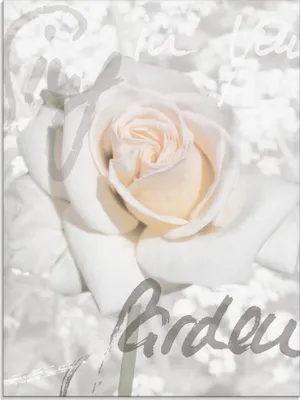 Produktbild von ARTland Glasbild Rose Größe: 45x60 cm
