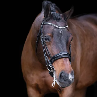 Immagine prodotto di Imperial Riding Kandarenzaum IRHAthena HW 2023 Nero