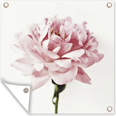 Produktbild von MuchoWow® 50x50 cm Outdoor-Poster Gartendeko Sichtschutz Garten Poster für den Garten  Nahaufnahme einer rosa Pfingstrose