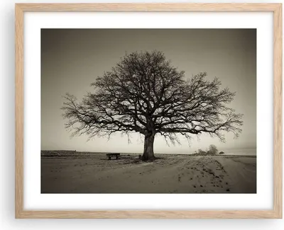 Produktbild von Gerahmtes Poster - Rahmen in heller Eiche - Baum Schnee Sepia - 50x40 cm - Wand Bild - Wanddeko - Wandbilder - Wandposter - Bilderrahmen - Bilder - Kunstdruck - Wandbild - P2NAA50x40-4161