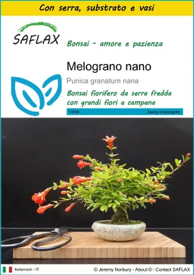 Immagine prodotto di SAFLAX Insieme di coltivazione - Melograno nano - 50 semi - Punica