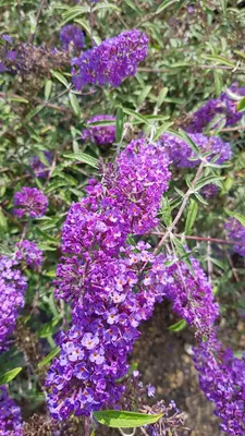 Image de Buddleia davidii 'Nanho Blue' / Arbre aux papillons