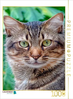Produktbild von CALVENDO Puzzle Katze | 1000 Teile Lege-Größe 64x48cm Foto-Puzzle für glückliche Stunden