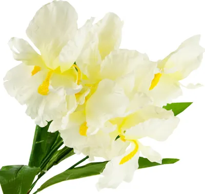 Produktbild von Irisstrauss Weiss 7 Stück Künstliche Irisblumen