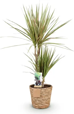 Immagine prodotto di Dracaena Marginata Bicolor 70-75cm, 17cm, con vaso, facile da curare, pianta