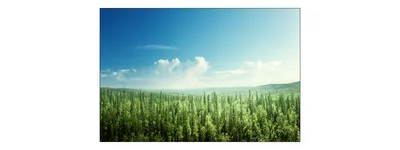 Immagine prodotto di Muralo foto paesaggio 360 (L) x 240 (A) cm carta da parati in tessuto non tessuto murale foresta alberi cielo soggiorno camera da letto murales moderno XXL natura panorama decorazione murale
