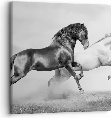 Produktbild von Bild auf Leinwand - Leinwandbild - Pferde Tiere Galopp Wiese - 30x30cm - Wand Bild - Wanddeko - Leinwanddruck - Bilder - Kunstdruck - Wanddekoration - Leinwand bilder - Wandkunst - AC30x30-2683