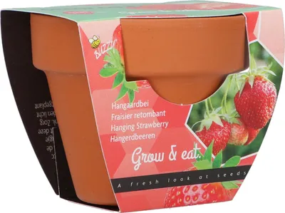 Produktbild von Anzuchtset Erdbeere | Anzuchtsets von Buzzy Gifts