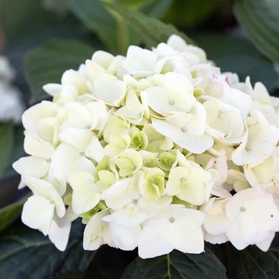 Produktbild von Green boutiQ - Gartenpflanze - Hydrangea Endless Summer The Bride - Hortensie - Winterhart - Weiß - 4 Pflanzen - Topf 14cm - Höhe 20-25cm
