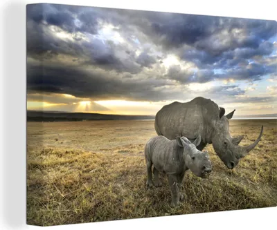 Produktbild von OneMillionCanvasses® - Leinwandbilder - 140x90 cm, Rhinozeros - Kalb - Tiere, Wandbilder Kunstdruck Wanddekoration