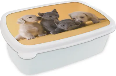 Produktbild von KitchenYeah® Lunchbox Brotzeit Brotdose 17x11 cm Welpe - Kätzchen - Tiere Kinder Brotzeitdose - Lunch Box - Kinder - Sandwich-Box - Schulbox - Lunch Boxen