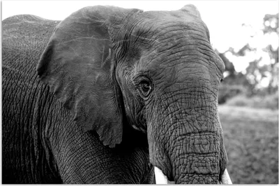Produktbild von MuchoWow® Poster Elefant - Tiere - Schwarz - Weiß - Natur 120x80 cm - Bilder
