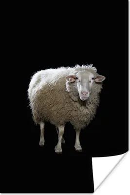Produktbild von MuchoWow® Poster Schafe - Nutztiere - Schwarz 80x120 cm - Papierdruck