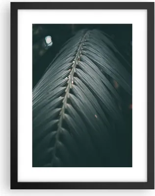 Produktbild von Gerahmtes Poster - Schwarzer Rahmen - Blatt Palme exotisch - 30x40 cm - Wand Bild - Wanddeko - Wandbilder - Kunstposter - Wandposter - Bilderrahmen - Bilder - Kunstdruck - P2BPA30x40-4907