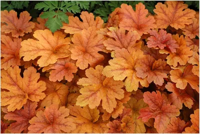 Produktbild von Stauden Gänge 3 x Heucherella Hybride 'Buttered Rum' im 1 Liter Topf - Purpurglöckchen / Heuchera - Ein Gartenhighlight in Bernstein und Kupfer
