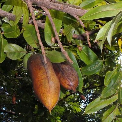 Immagine prodotto di Castagno australiano (Castanospermum australe) - 1 seme