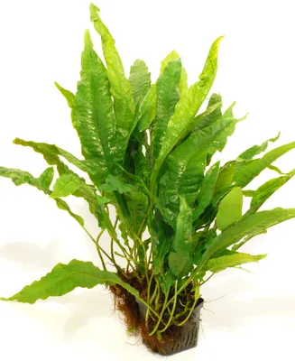 Produktbild von Javafarn Mutterpflanze 25-35cm (Microsorium pteropus)