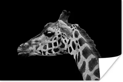 Produktbild von MuchoWow® Poster Tiere - Giraffe - Schwarz - Weiß 180x120 cm - Fotoplakat