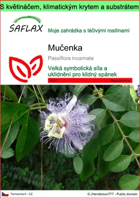 Obrázek produktu pro SAFLAX Garden to go - mučenka - Passiflora incarnata - 5 Samen - S květináčem, klimatickou poklicí a pěstebním substrátem