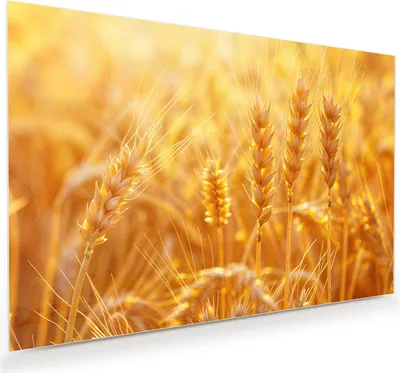 Produktbild von Glasbild 60x40cm in XXL für Wohnzimmer, Schlafzimmer Motiv Weizenfeld Sonnenuntergang