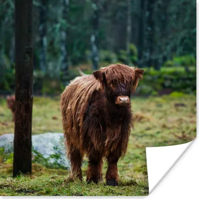 Produktbild von MuchoWow® Poster Schottischer Hochländer - Wald - Moos 30x30 cm - Wandposter - Printing